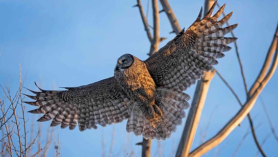Eule mit ausgebreiteten Flügeln