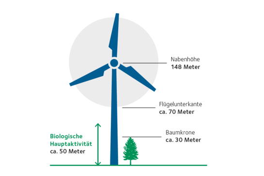 Windraddimensionen: Nabenhöhe 148 Meter, FlĂŒgelunterkante ca. 70 Meter, Baumkrone ca. 30 Meter Höhe. Die Biologische HauptaktivitĂ€t findet auf ca. 50 Meter Höhe statt.